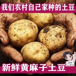 东北土豆农家自种马铃薯新鲜蔬菜面土豆黄心黄麻子土豆5斤包邮