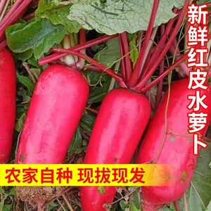山东特产自种红皮萝卜5斤新鲜现摘白肉水萝卜泡菜胭脂3斤8斤带泥
