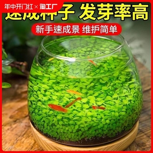 鱼缸水草种子造景套餐植物种生态籽孑水培阴性真草盆栽装饰淡水