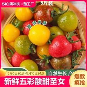 新鲜彩色小番茄450g迷彩小西红柿四色酸甜圣女果自然熟