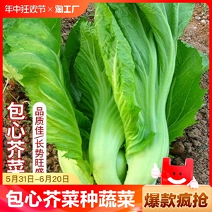 四季蔬菜种子芥菜青菜生菜香菜阳台菜籽种孑大全孔雀奶油玉米豌豆