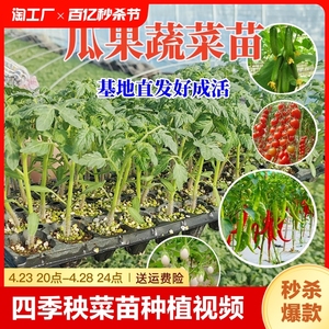 蔬菜苗幼苗番茄小秧苗四季秧菜苗茄子黄瓜西瓜辣椒种植阳台千禧果