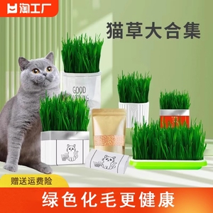 猫草盆栽化毛草种子非已种好懒人小麦种子猫咪零食品水培营养种植