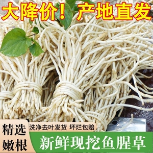 现挖新根鱼腥草根3/5斤折耳根新鲜嫩根可凉拌四川贵州菜鱼星草