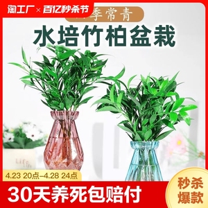 驱蚊竹柏水培植物室内水养绿植花卉盆栽办公室桌面四季常青草好养