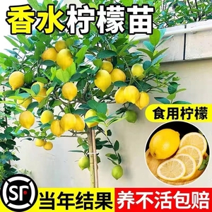 香水柠檬树苗盆栽带果室内四季柠檬苗柠檬树果苗车厘子无核种植