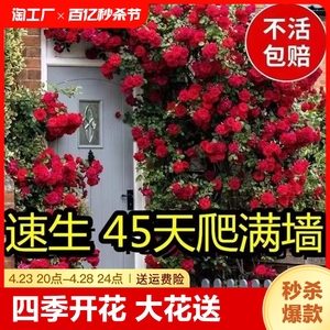 蔷薇花苗藤本月季花树爬藤植物花卉玫瑰盆栽四季开花室外基地直发