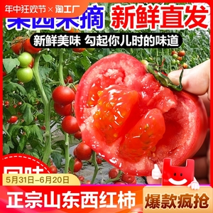 正宗山东普罗旺斯沙瓤西红柿自然熟四季水果大番茄西红柿3-5斤