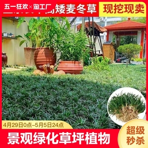 日本矮麦冬草玉龙草庭院绿化草坪植物细叶金边耐寒小麦冬草苗观叶