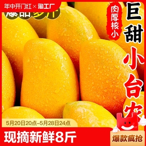现摘小台芒新鲜8斤小芒果鲜果整箱应季特产水果小台农芒果大果甜