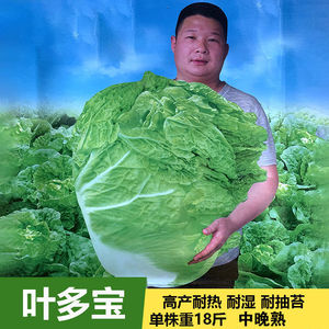 叶多宝大白菜种火锅菜种籽南北方高产春夏季冬白菜籽蔬菜种孑包头