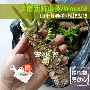 山葵新鲜150g（3-8根）送工具现挖3天内发货 芥末辣根料理调味料