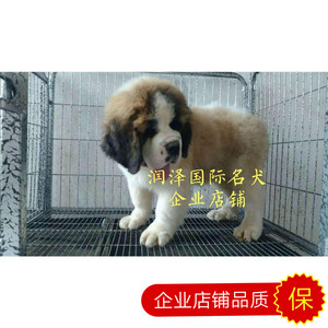 纯种赛级双血统圣伯纳犬幼犬活体救援犬大型犬北京出售巨型贵宾