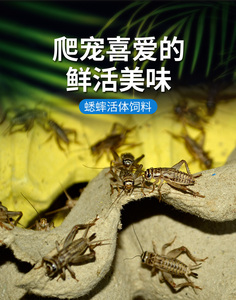 蛐蛐 蟋蟀 白蛐蛐 活体饲料 鱼鸟爬虫 活食 （大亚成）1.5-2厘米