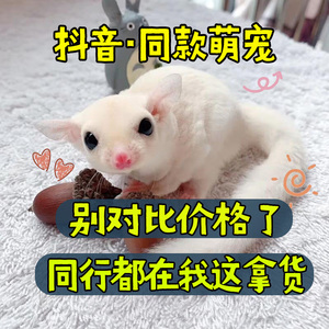 澳洲蜜袋鼯鼠幼崽蜜袋鼬飞鼠网红同款随身口袋小蜜袋鼠宠物蜜袋鼯