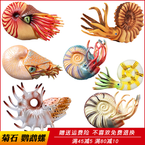 仿真远古海洋软体动物鹦鹉螺模型海螺菊石玩具儿童科教生日礼物