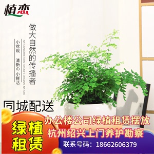 铁线蕨盆栽花卉绿植蕨类植物铁线草室内客厅喜阴净化空气美观杭州