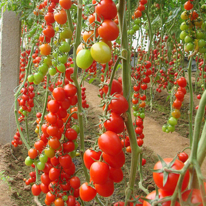 千禧樱桃番茄种子超甜小西红柿四季早熟高产生吃海南圣女果种籽