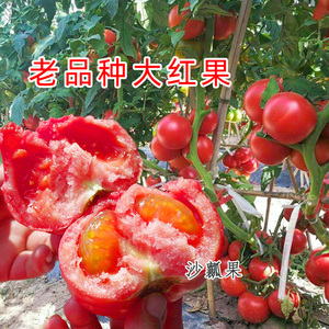 大红番茄种子老品种西红柿夏播庭院寿光蔬菜夏季秋季四季高产