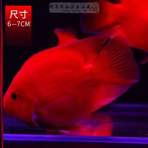 财神套餐草冷水锦鲤活体血鹦鹉金鱼元宝鹦鹉鱼活鱼血小鱼苗风水鱼 阿里巴巴找货神器