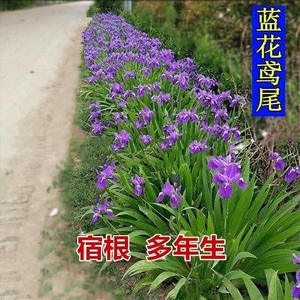 新疆包邮鸢尾花种子蝴蝶兰多年生耐寒花卉宿根花种紫色绿化盆栽