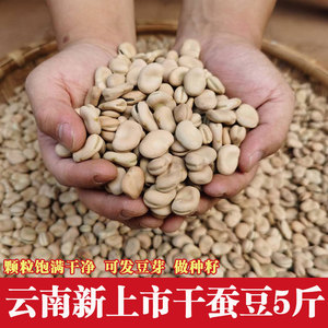 蚕豆种云南农家新鲜生蚕豆干货散装2024年白皮胡豆5斤装蚕豆种子
