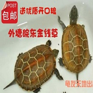 乌龟活物金线龟苗中华草龟苗鳄龟外塘长寿龟宠物小乌龟苏北金线龟