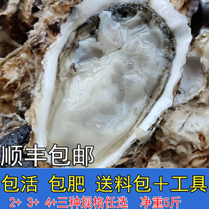 生蚝鲜活特大三倍体冷水蚝连云港大肥蚝包肥包活5斤整箱生蚝免洗