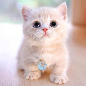 乳白短腿猫纯种曼基康矮脚猫宠物猫咪英国短毛猫黄白幼猫崽拿破仑