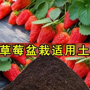 草莓种植土草莓专用土营养土盆栽土室内育苗土壤有机土微酸性土壤