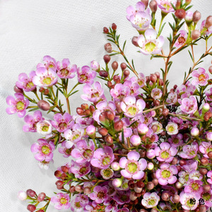 腊梅鲜花云南基地直发红粉色插水养冬季蜡梅鲜切花澳洲腊梅花鲜花