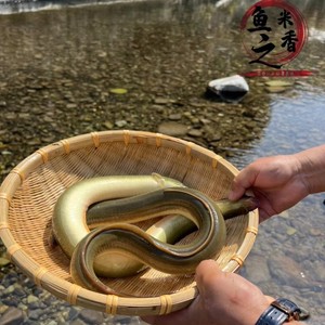 正宗千岛湖河鳗溪鳗新鲜鳗鱼鲜活淡水白鳝鱼包活到家整条顺丰