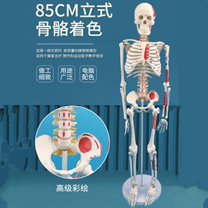 85CM人体骨骼模型神经肌肉起止骨架小针刀骨骼解剖模型脊柱模型
