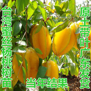 杨桃果树苗 台湾四季甜红杨桃嫁接树苗南方种植当年结果地栽盆栽