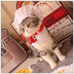 美味情缘小厨神帽子围脖宠物变身装狗狗猫咪厨师服拍照猫服装搞笑