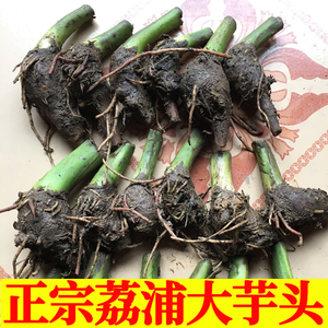 正宗广西桂林荔浦大芋头子仔槟榔芋紫藤香芋现挖新鲜蔬菜自家种植