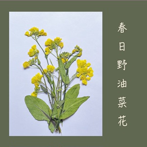 野油菜花押花干花 压花植物标本画diy儿童手工材料手机壳滴胶书签