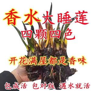 香水睡莲花鱼缸睡莲根块带花苞四季盆栽水培植物庭院大小睡莲花苗