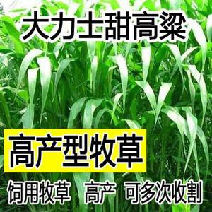 大力士甜高粱种籽子四季牧草畜牧饲用牛羊鸡鸭鹅鱼高丹王草种子子