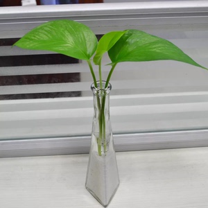绿萝水培玻璃瓶小盆栽长藤吊兰植物办公室内绿植吸甲醛净化空气