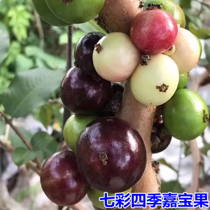 新品种七彩树葡萄苗 七彩嘉宝果苗 台湾 盆栽果树带土带叶子