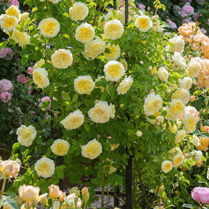 藤本月季花苗朝圣者天路阳台围栏庭院爬墙玫瑰盆栽蔷薇花苗