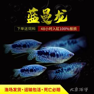 吃蛋白虫黄蓝曼龙鱼活体中小型鱼接吻鱼热带观赏鱼练手鱼耐活包邮