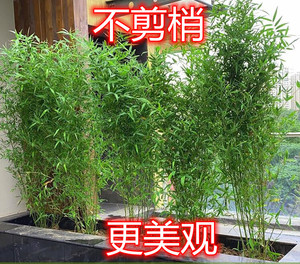 竹子苗带梢室内盆栽室外种植南方北方适合金竹紫竹青竹四季长青
