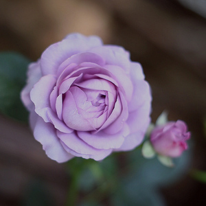 暖暖半岛 蓝色风暴 日系玫瑰灌木丰花月季蓝紫色四季开花
