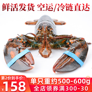 鲜活波士顿龙虾海捕大龙虾海鲜水产美国超大龙虾500-600g顺丰包邮