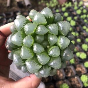 Ob玉露多肉植物多肉玉露雨露多肉清棚小贵货稀有多肉植物特大 阿里巴巴找货神器