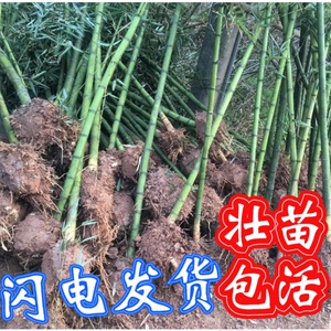 顺丰雷竹苗种植食用冬笋斑竹早园竹石刚桂竹毛竹大型楠竹苗子根鞭