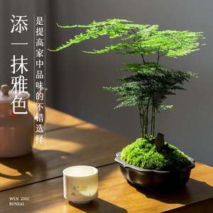 文竹盆栽室内造景高端茶桌摆件水培竹子绿植物盆景茶室办公桌文松