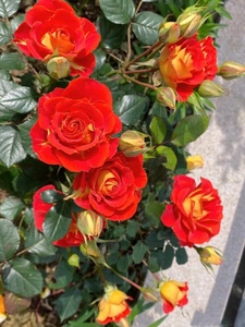 双鱼座小苗 微型月季花苗星座二乔阳台庭院丰花双色四季开花玫瑰